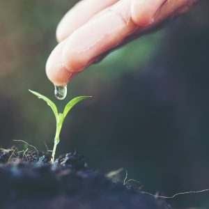 close up woman hand watering a green young plant close up woman hand watering a green young plant
