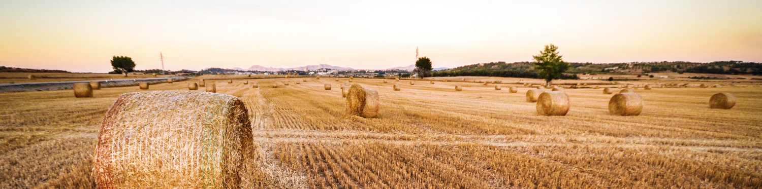 imagen campo trigo